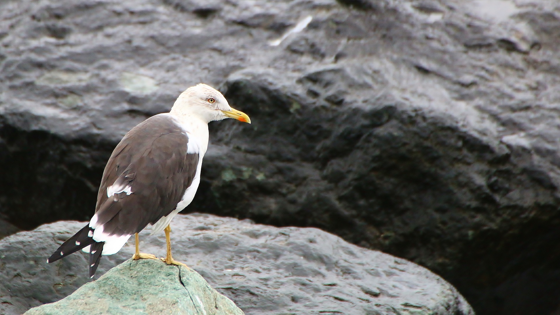 Lesser Black-backed Gull — Ana fotoğraf